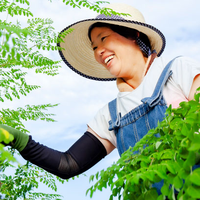 京都丹波の京モリンガ