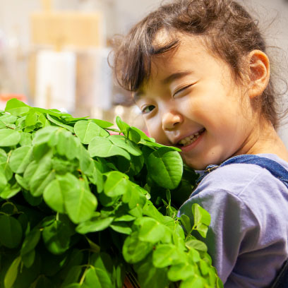 京都丹波の京モリンガ