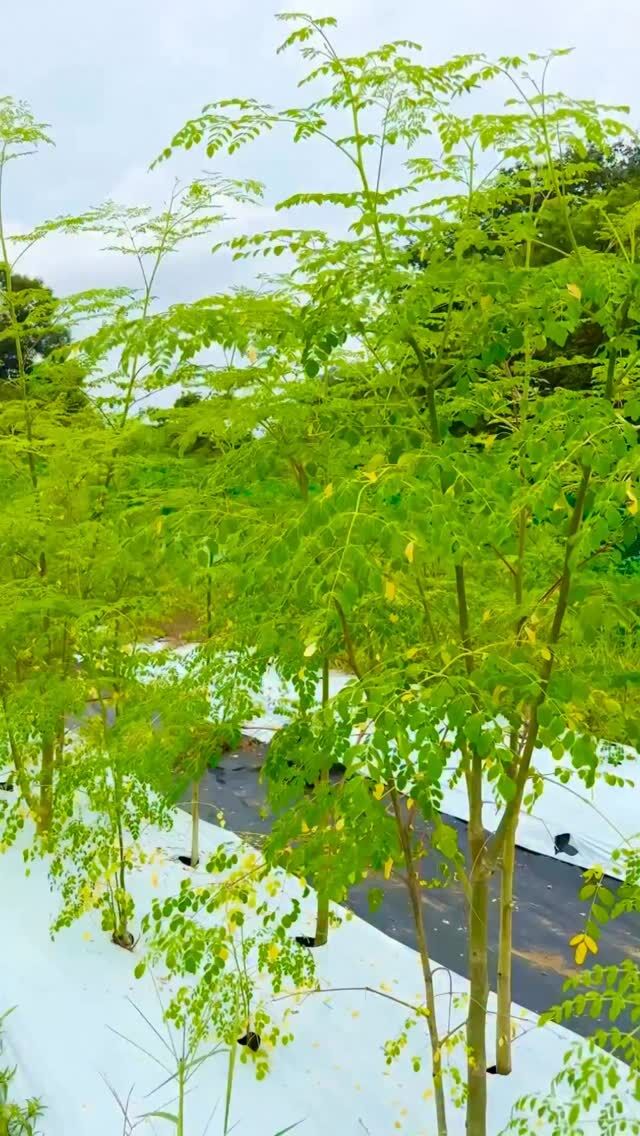 東京から帰り
久しぶりの畑

びっくりするほど伸びた草
その向こうに…ん？

大興奮❣️

この夏むちゃくちゃ暑かったけど
耐えたモリンガには
可愛いお花が咲きました

奥京都では初❣️

あまりの感動に声が震えます

それにしてもいい香り😆

#モリンガ 
#奥京都
#モリンガの花